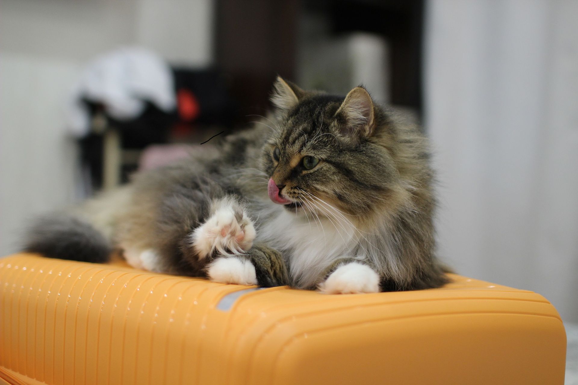 Котоводство