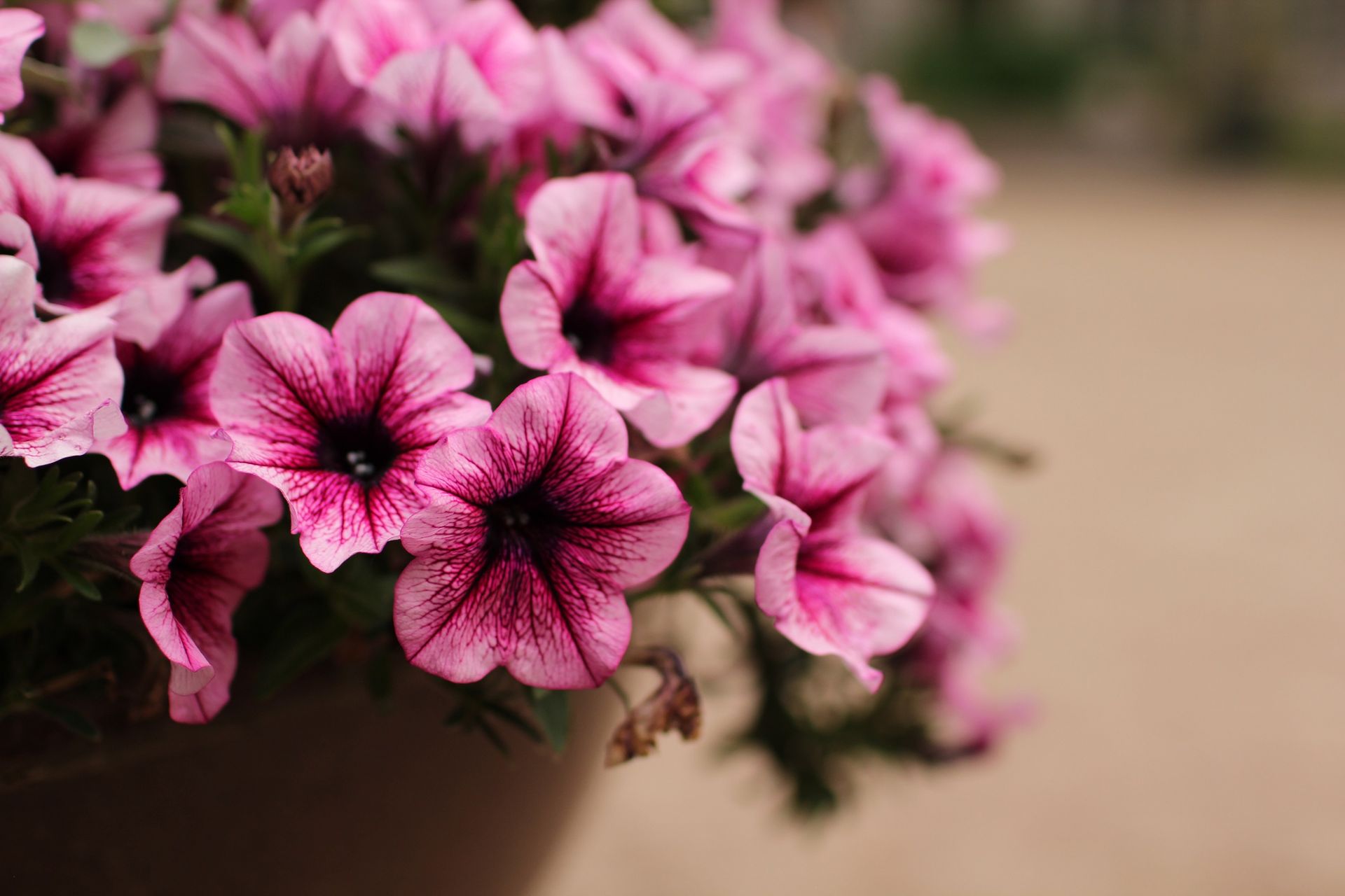 Цветоводство